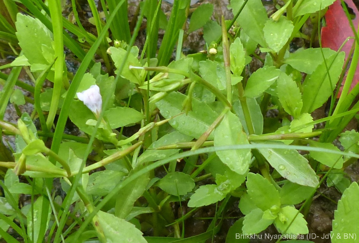 Bonnaya antipoda (L.) Druce